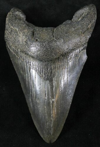 Fossil Megalodon Tooth - South Carolina #23745